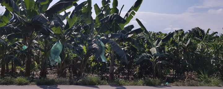 Banana-planting